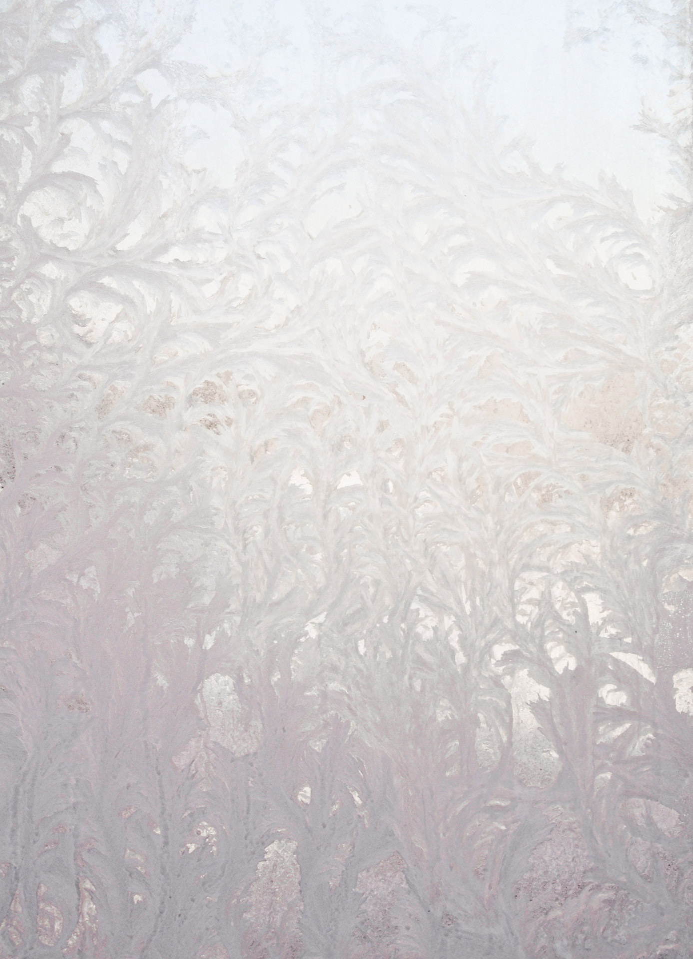 rime frost patterns free photo