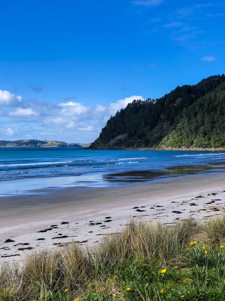 pauanui  beach  low tide free photo