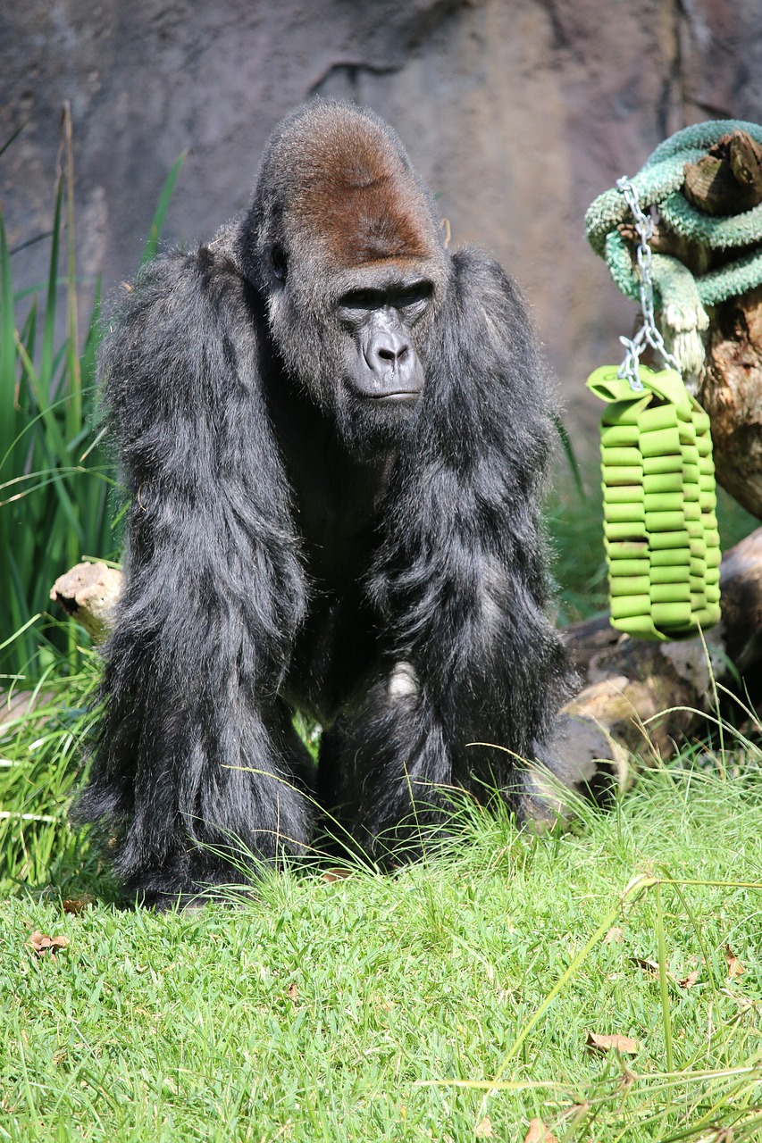 paul gorilla zoo free photo