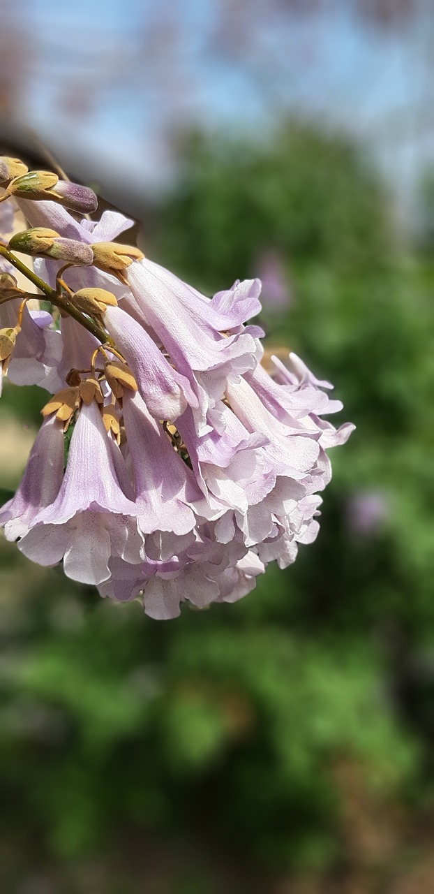 paulownia  floer  plant free photo