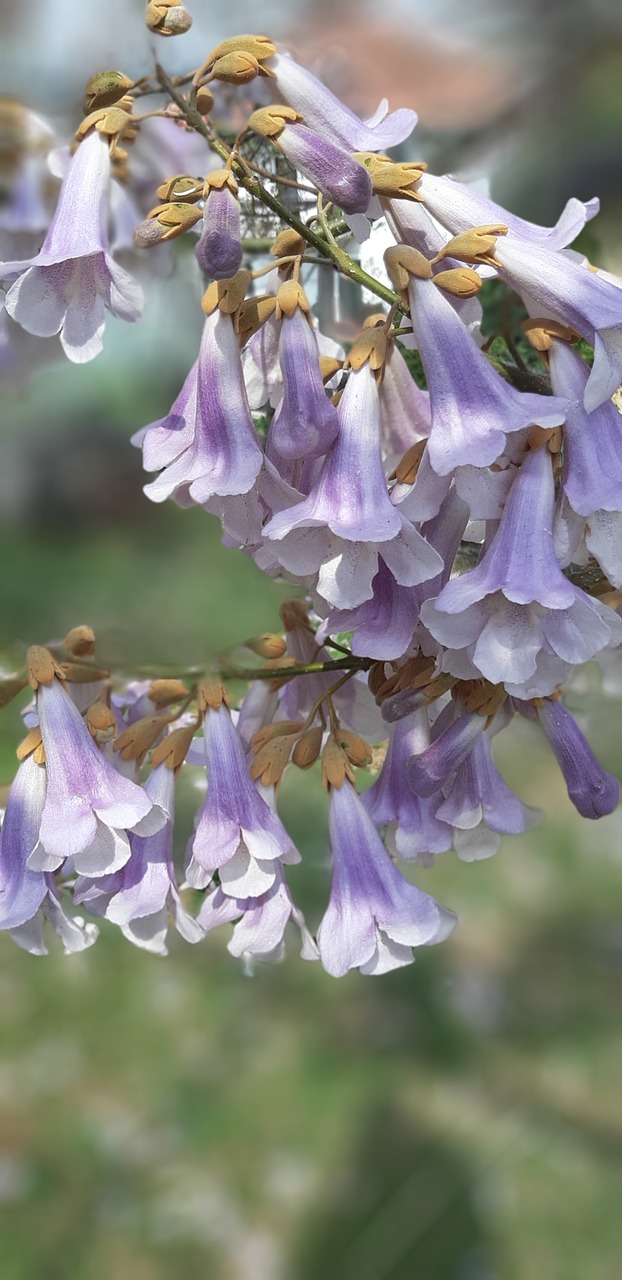 paulownia  flower  lilac free photo
