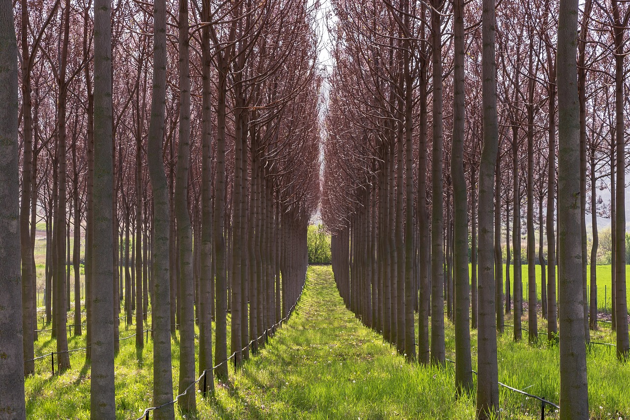 paulownia  symetry  tree free photo