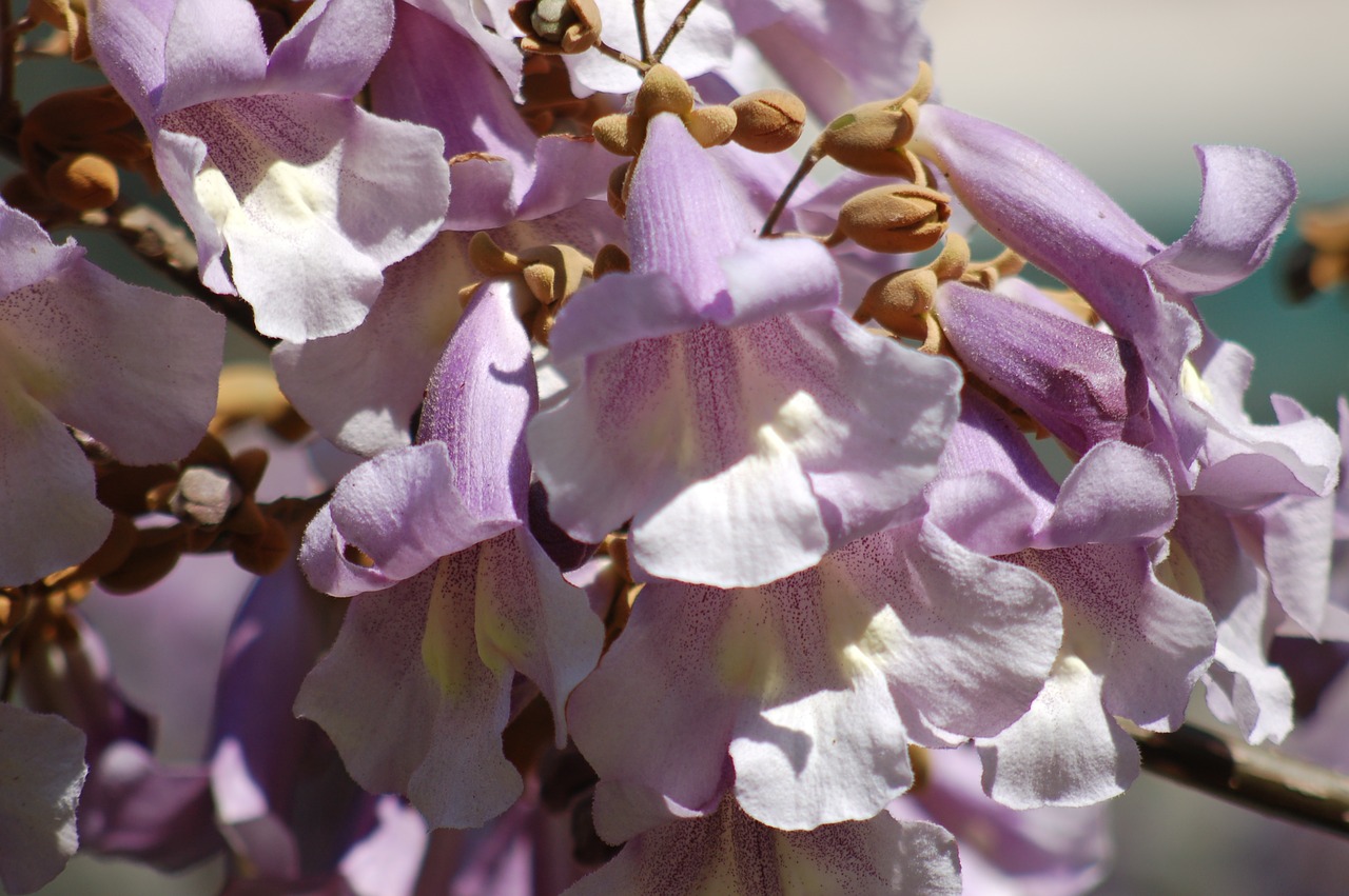 paulownia plant  spring  bloom free photo