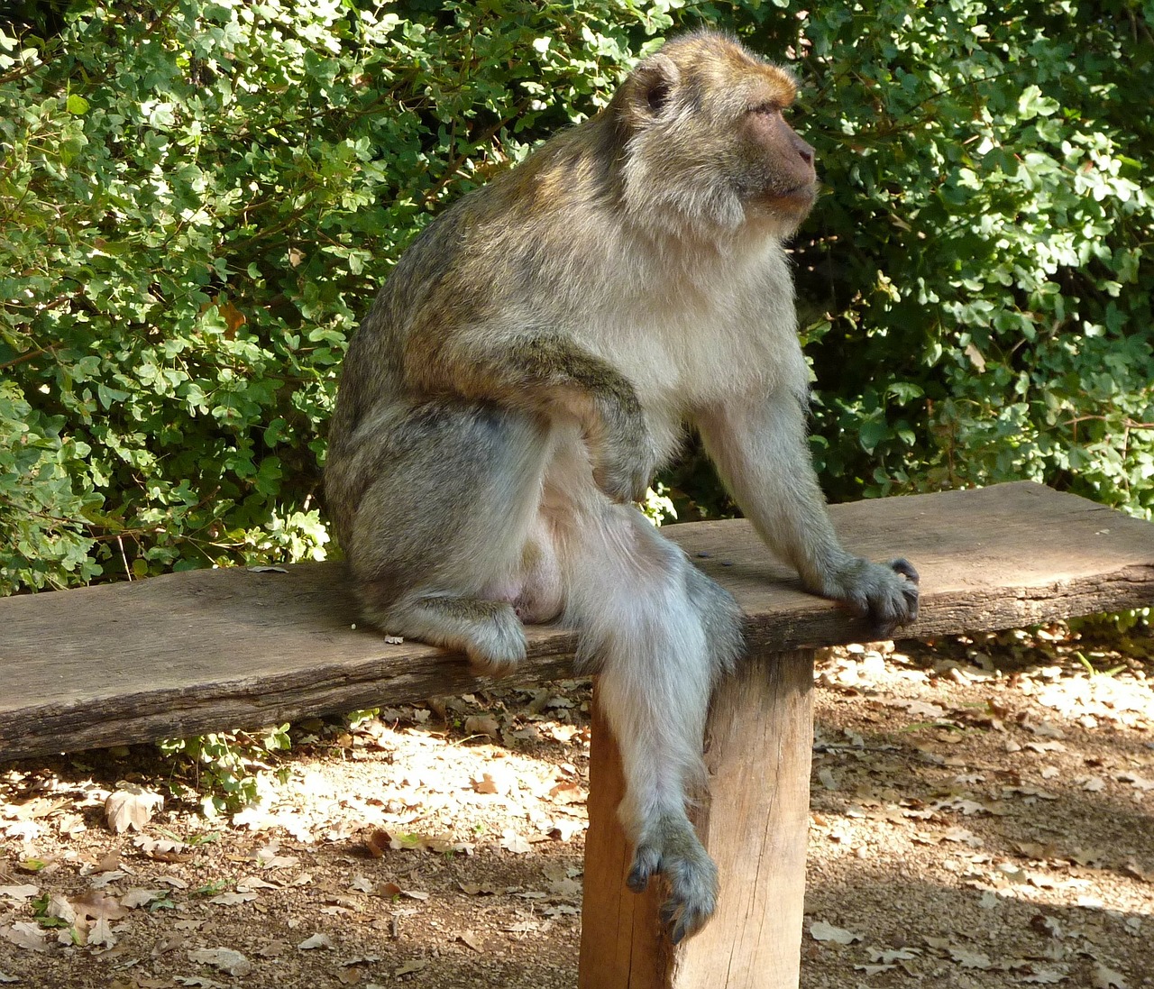 pause monkey bench free photo