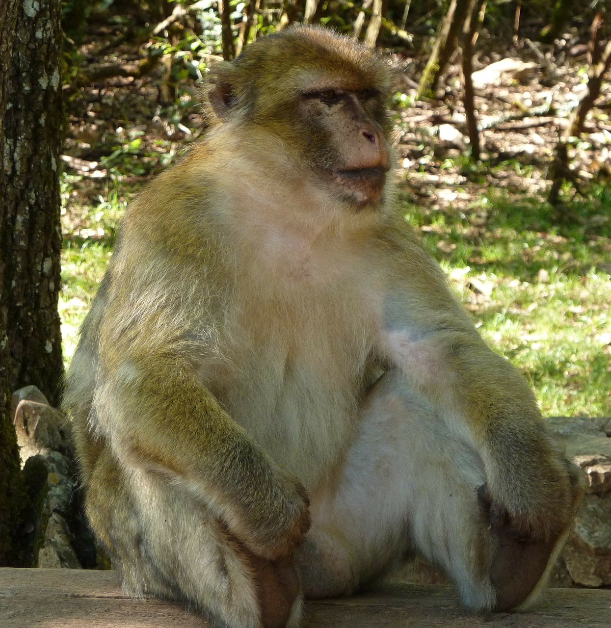 pause monkey sitting free photo