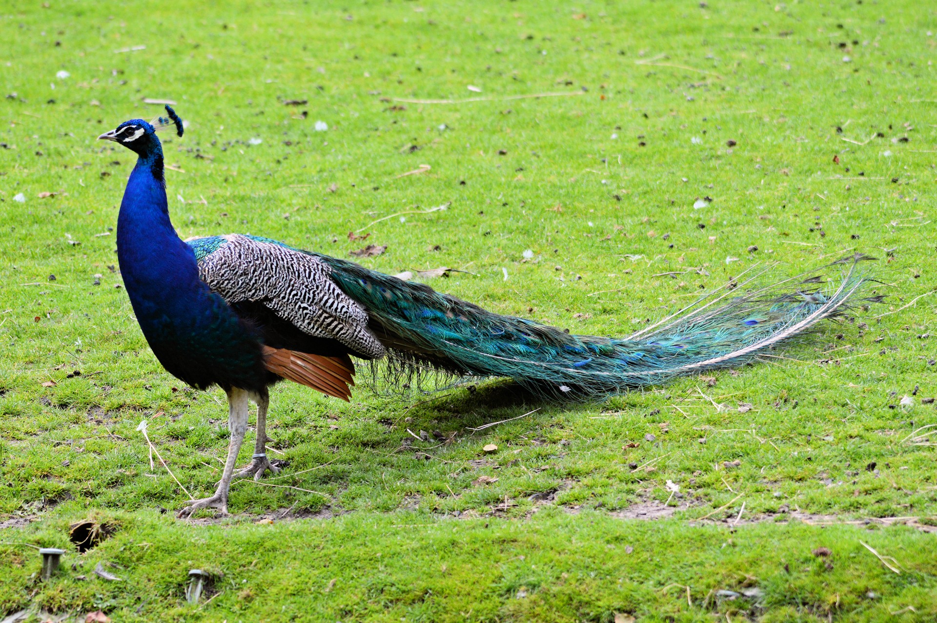 peacock proud animal free photo