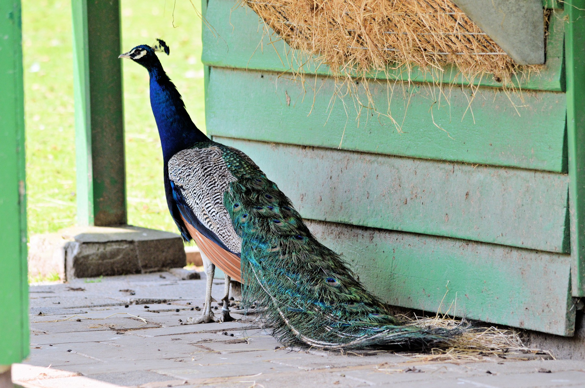 peacock proud animal free photo