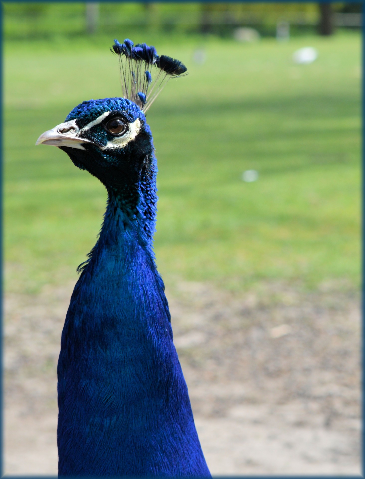 peacock bird nature free photo