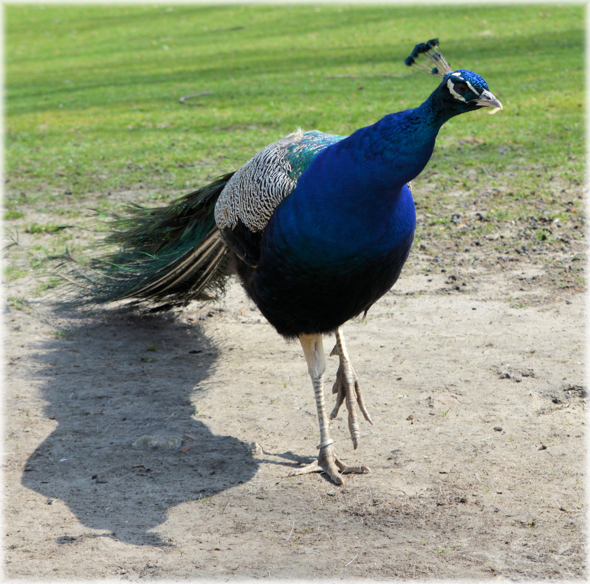 peacock bird nature free photo