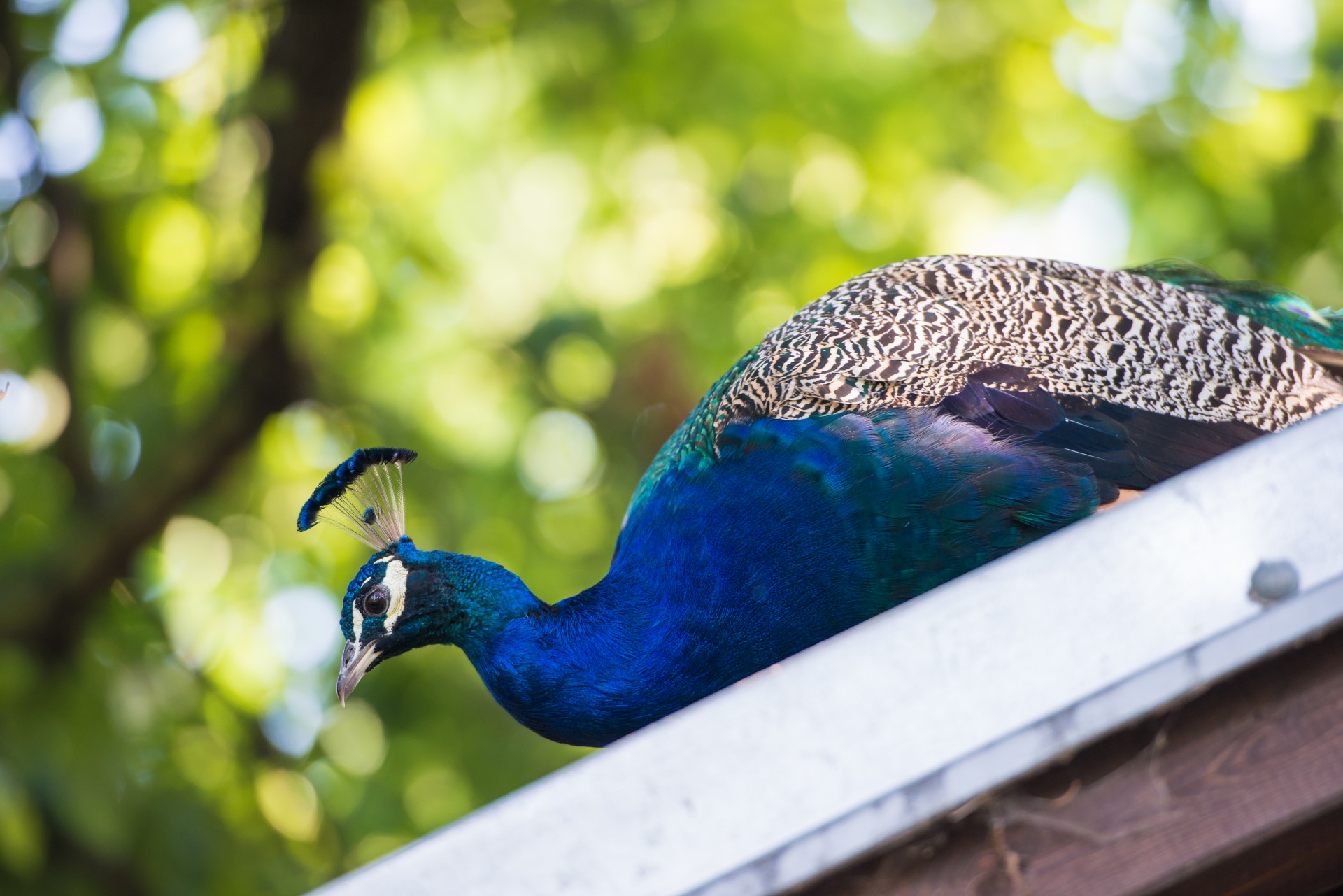 peacock bird beauty free photo