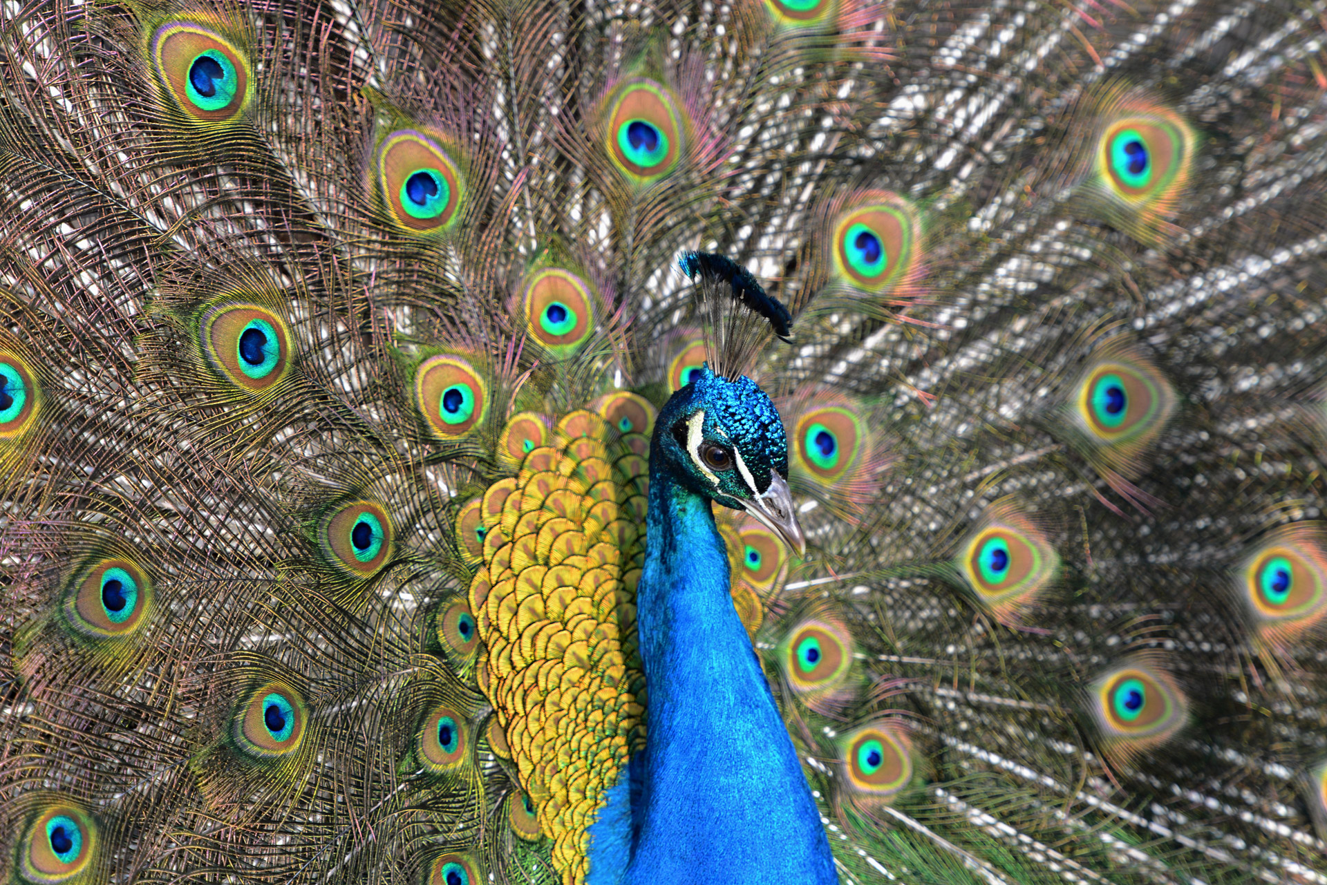 peacock crowns feathers free photo