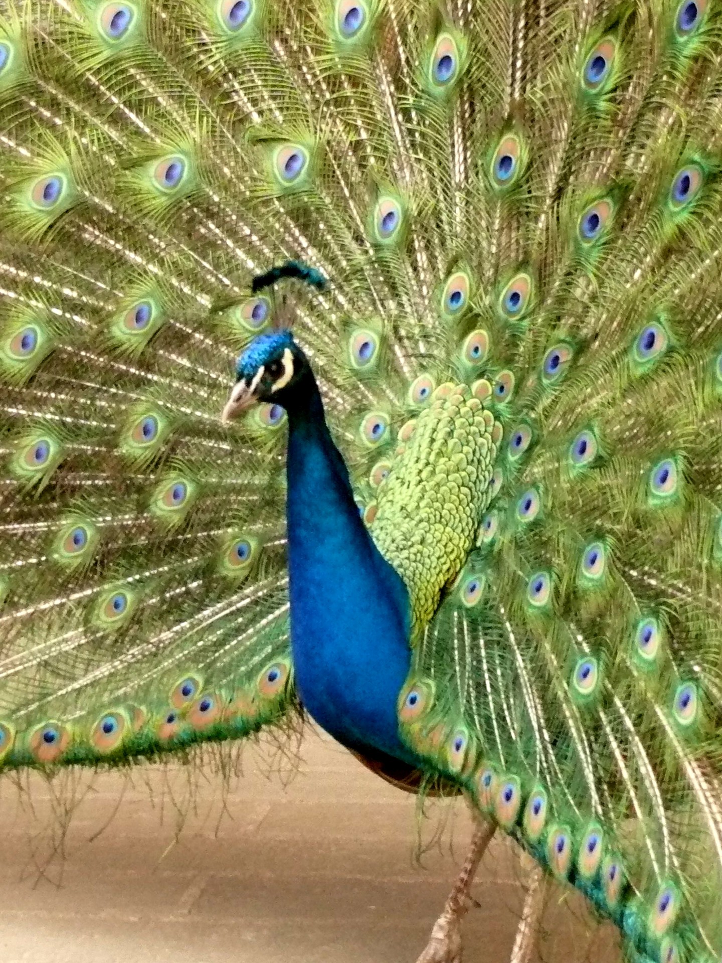 peacock bird fauna free photo