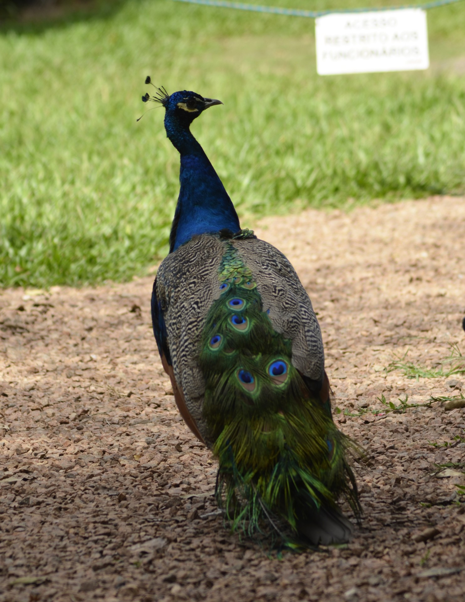 blue peacock blue peacock free photo