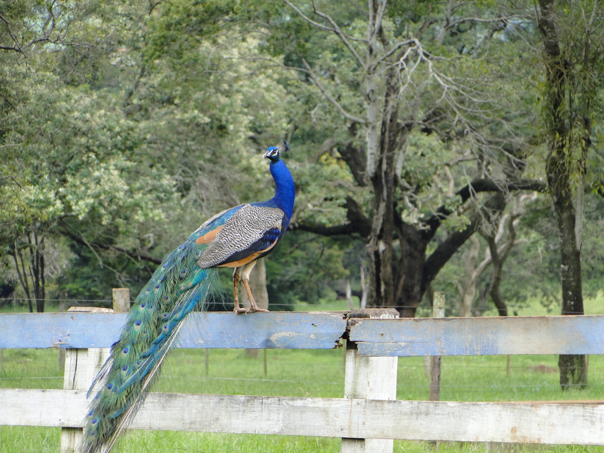 peacock birds bird free photo