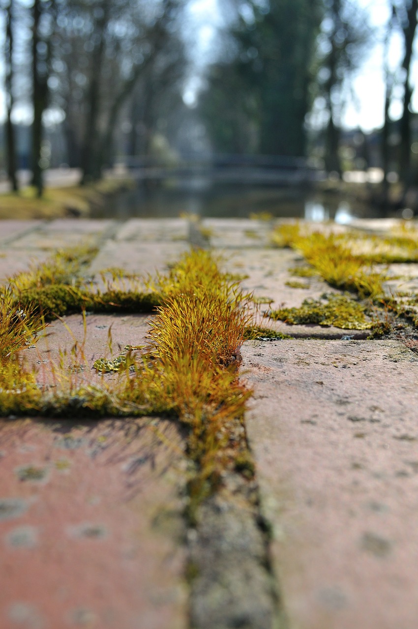 paved away moss free photo
