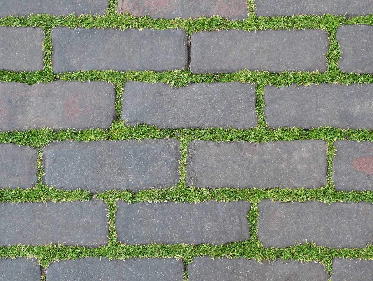 pavement plant bricks free photo