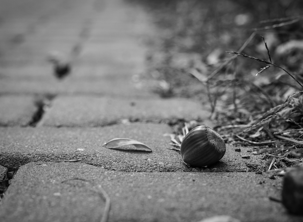 pavement acorn fetus free photo