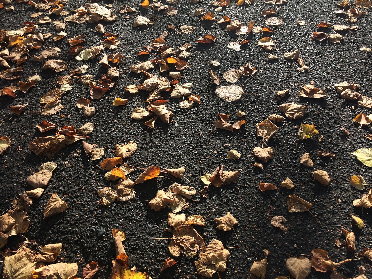 pavement autumn london free photo