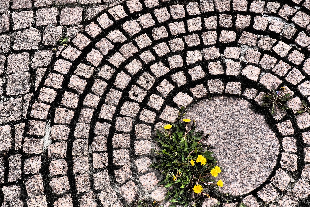 pavement  street  dandelion free photo