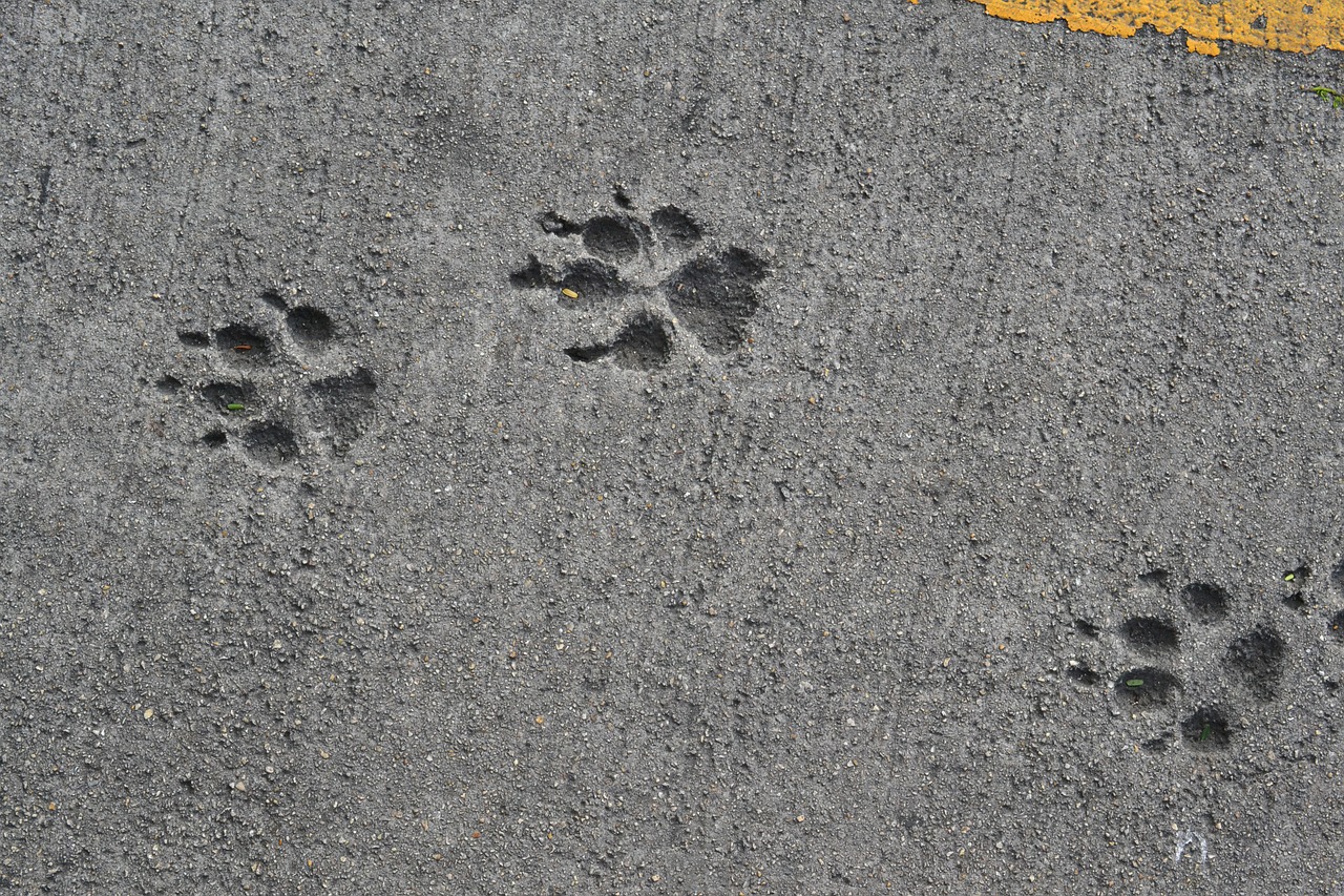 pavement dog track dog free photo