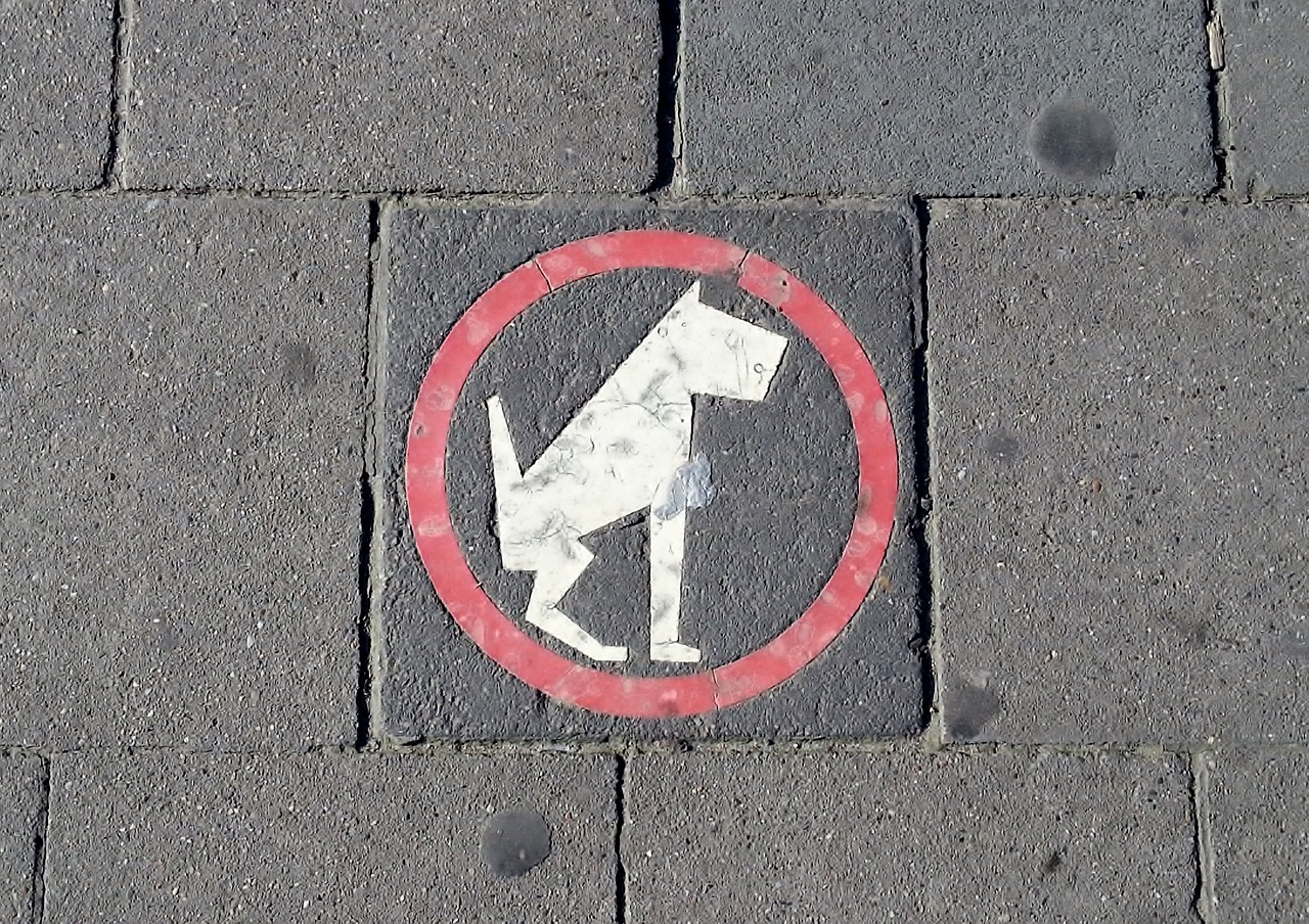 pavement sign dog free photo