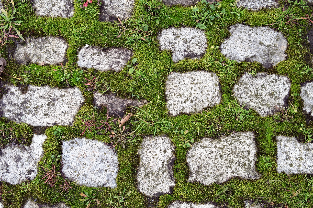 pavers pavement moss free photo