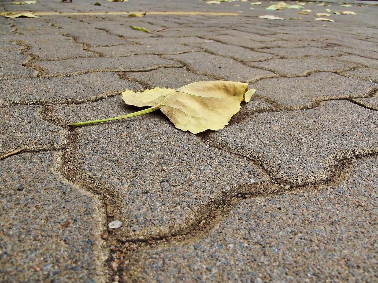 paving pavement leaf free photo