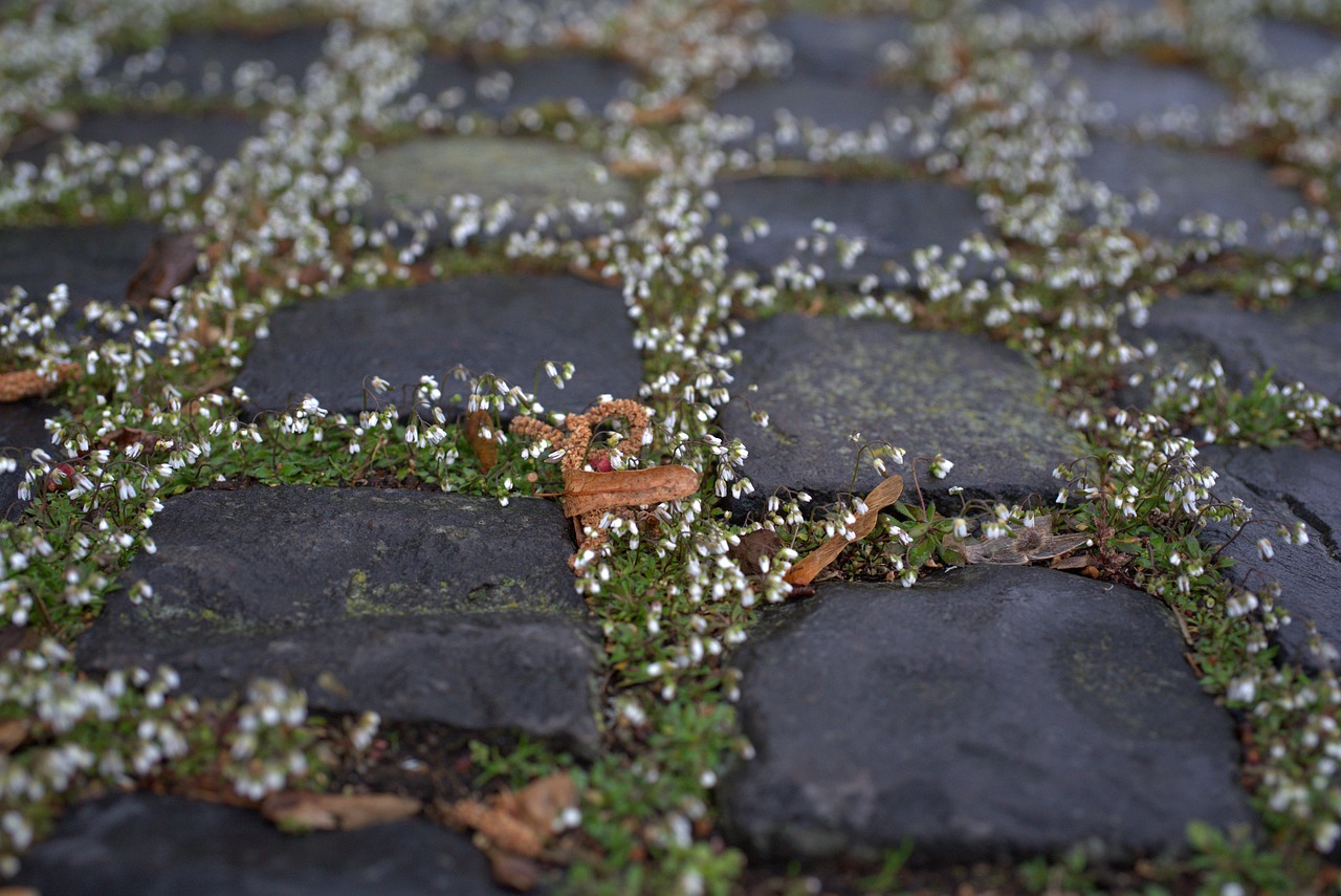 paving stones  flowers  cobblestones free photo