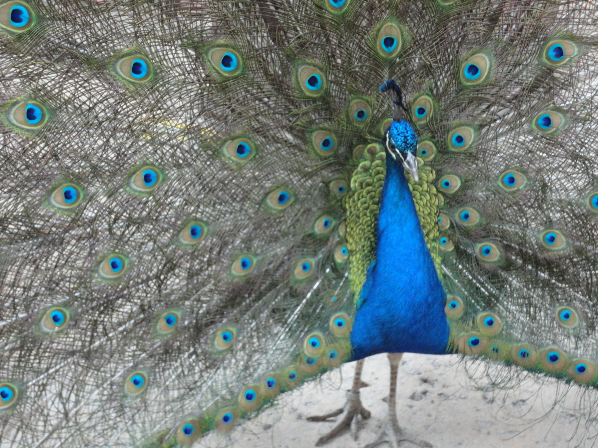 peacock captivity aviary free photo