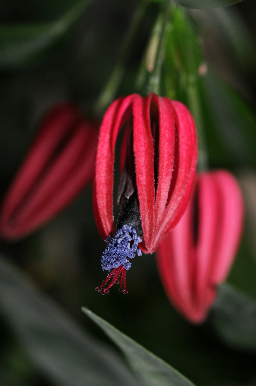 pavonia multiflora triplochlamys multifora flower free photo