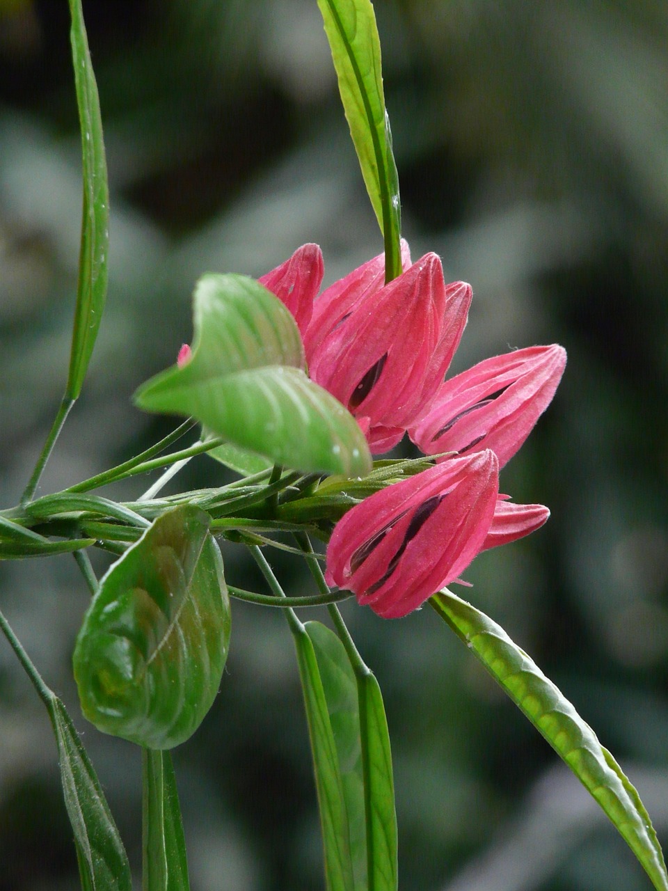 pavonie blossom bloom free photo