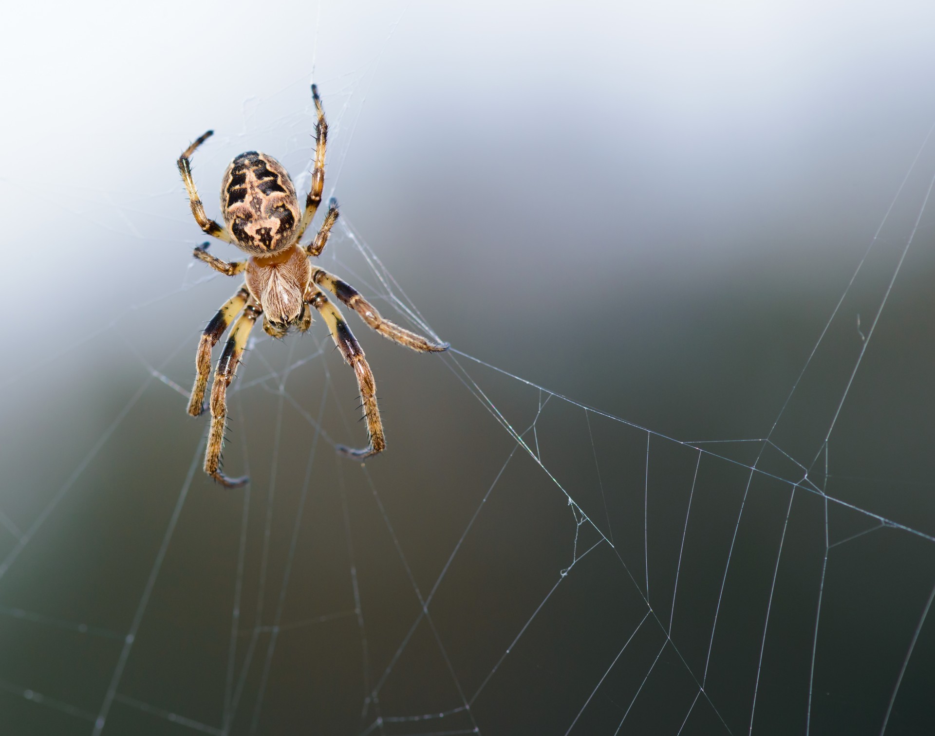 spider web nature free photo