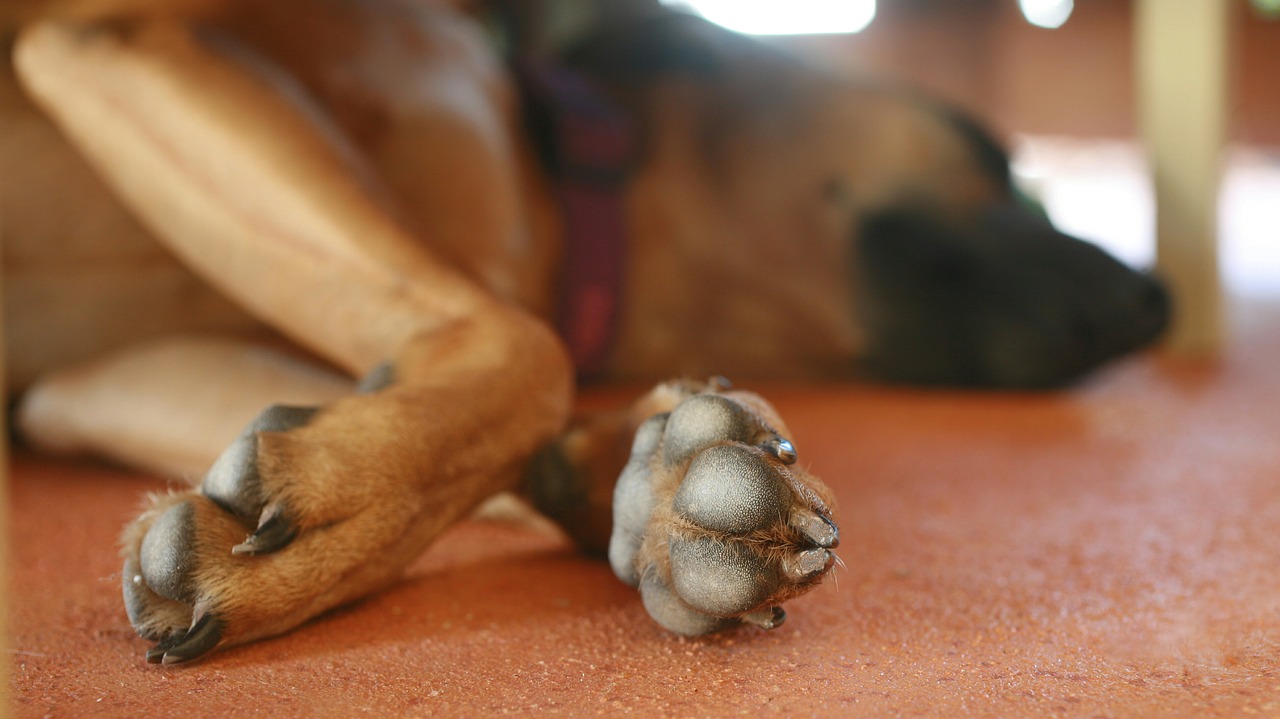 paw dog animal free photo