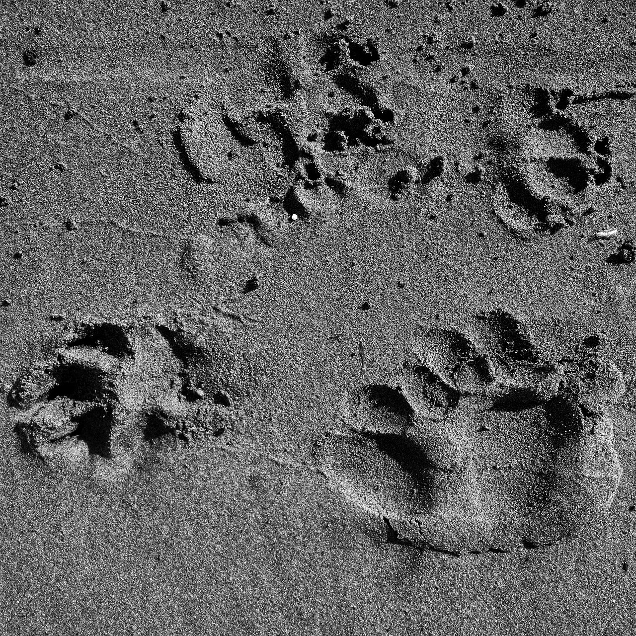 paw prints beach free photo