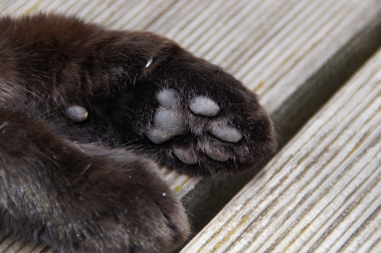paw cat paw foot free photo