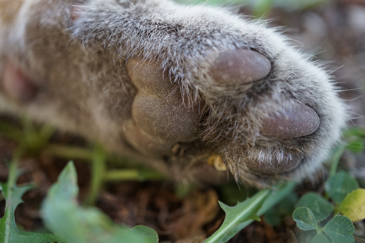 paw cat's paw macro free photo