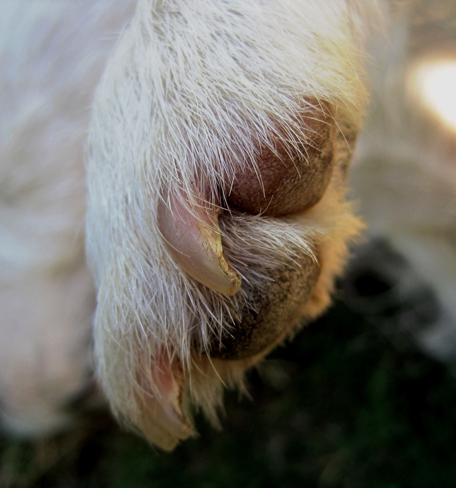 dog white paw free photo