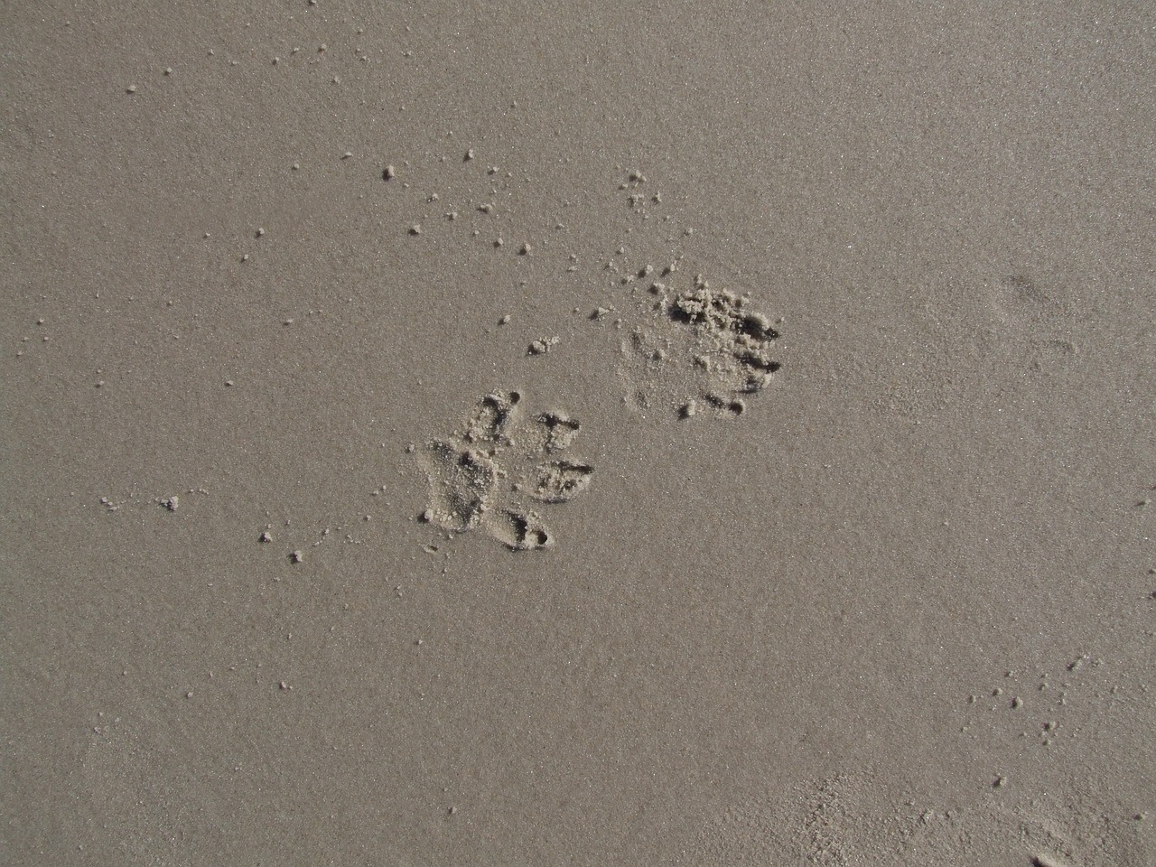 Следы енотовидной собаки на песке
