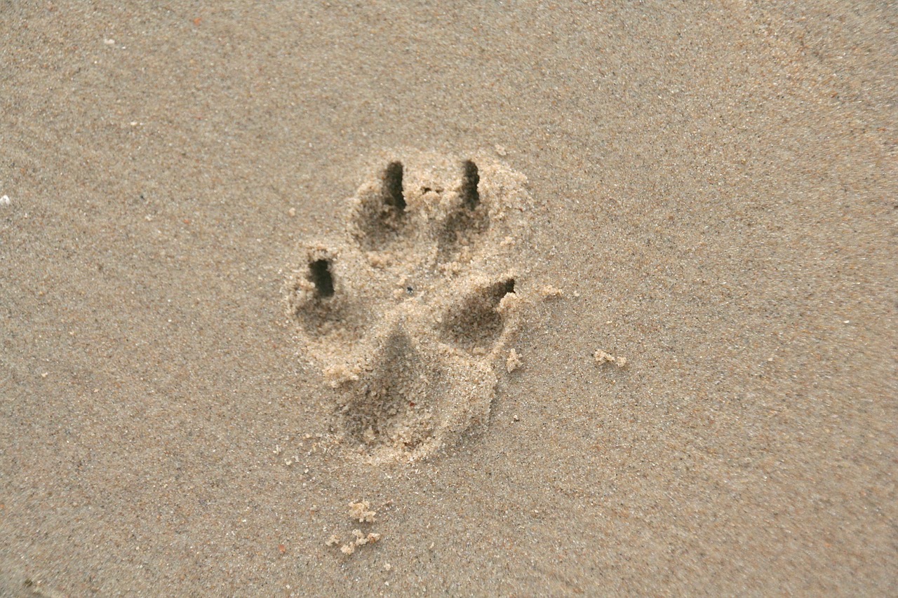 paw print sand dog paw free photo