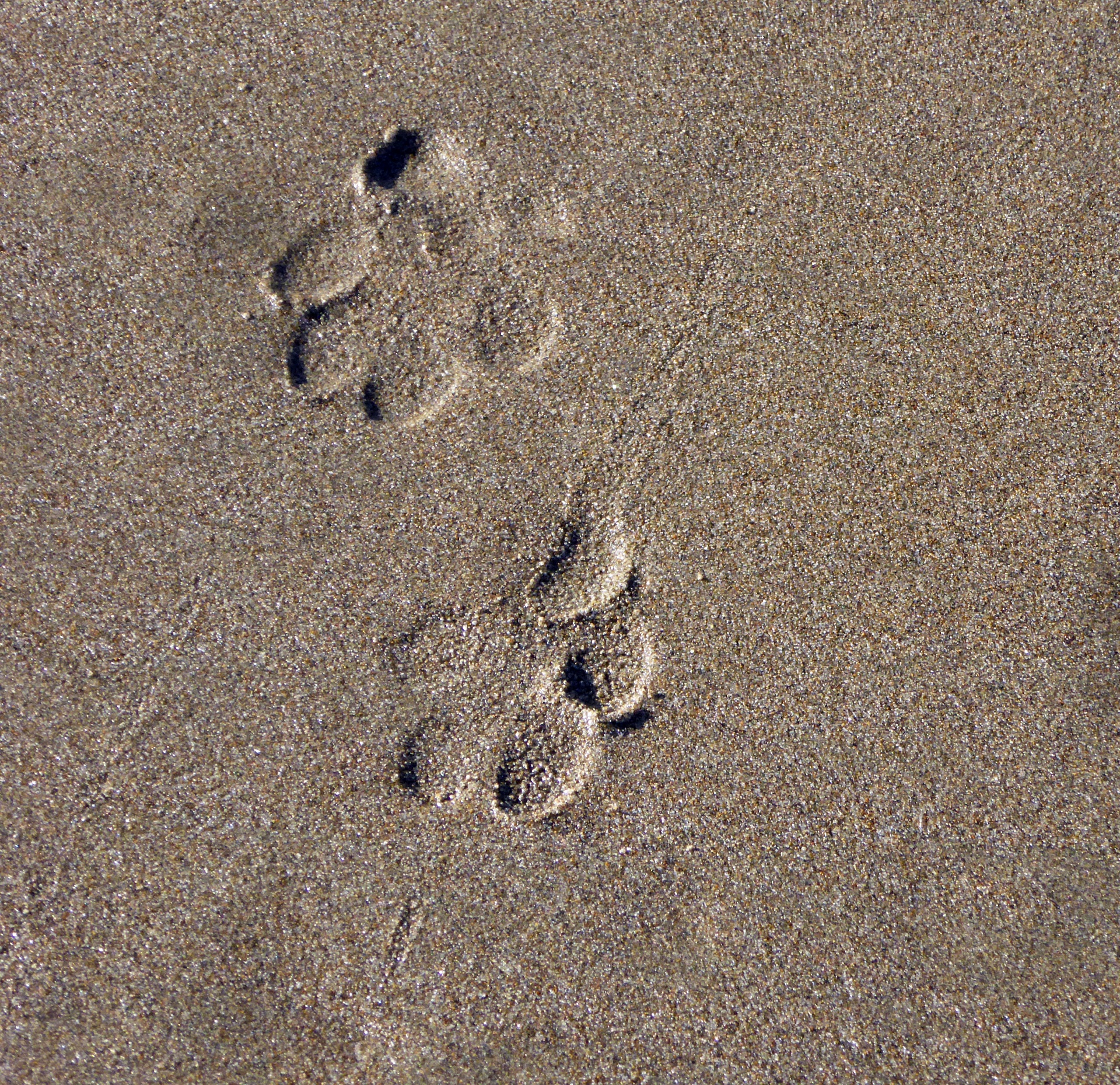 Следы зайца на песке
