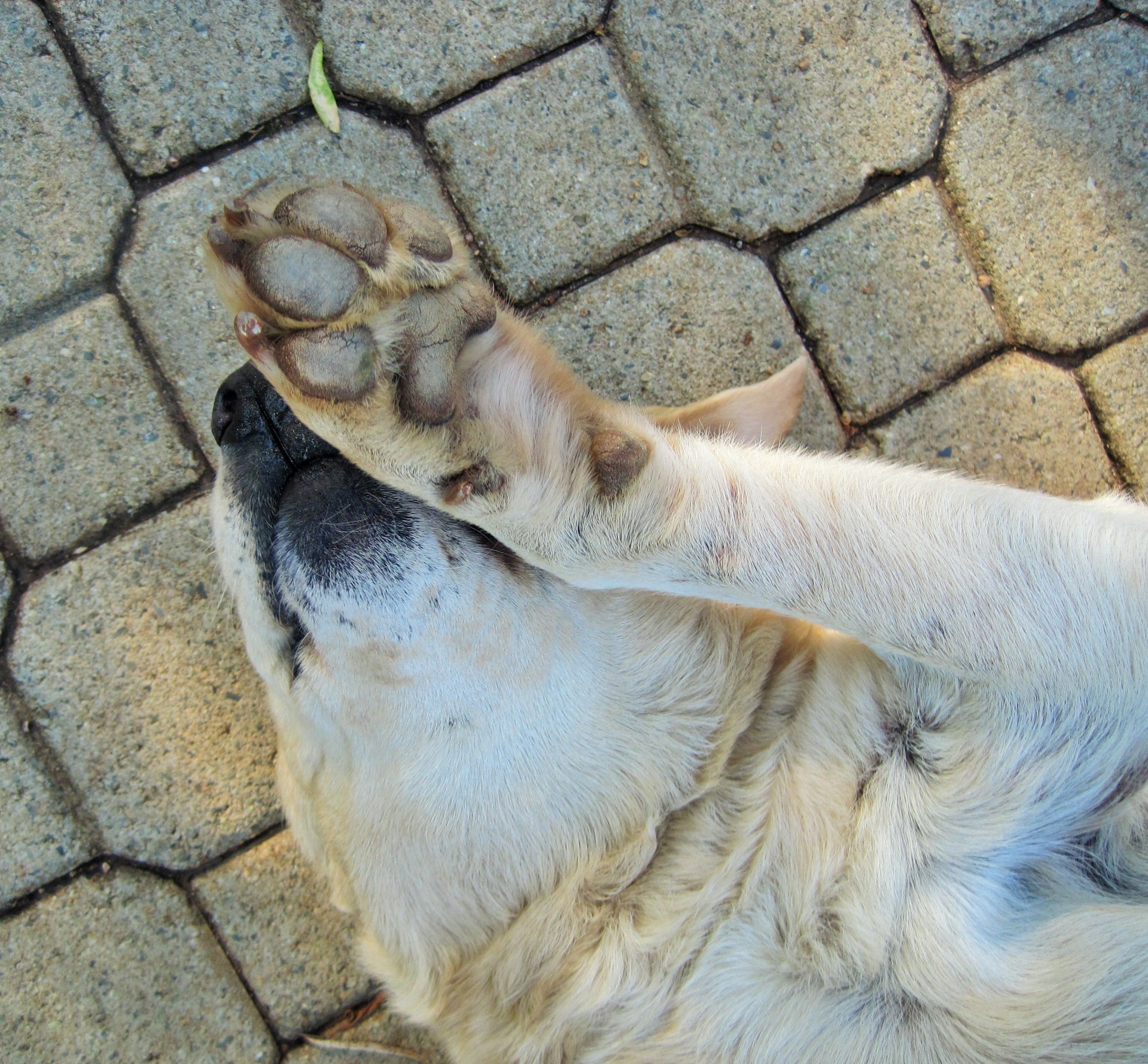 dog retriever golden free photo