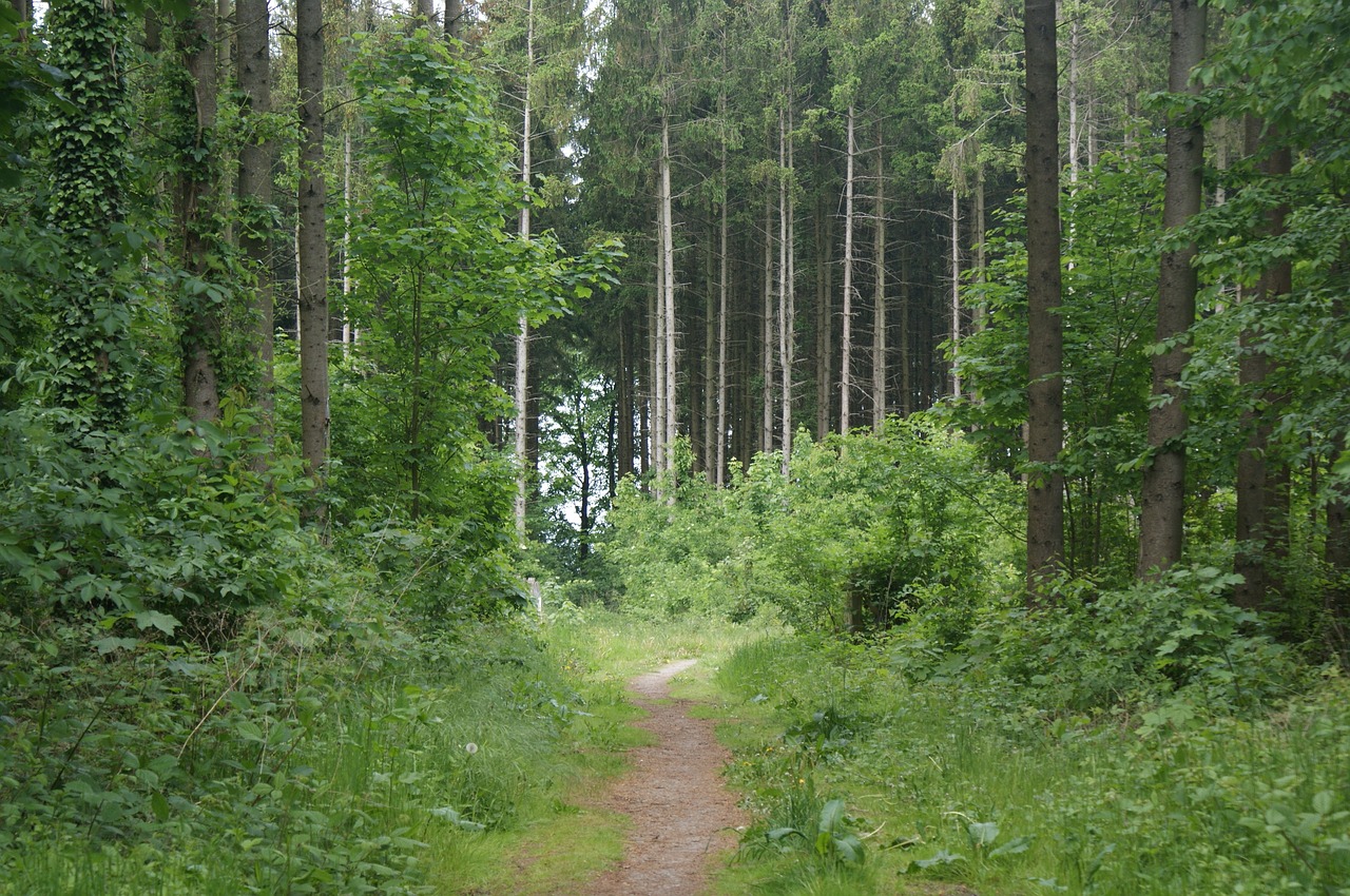pawn sche nature forest free photo
