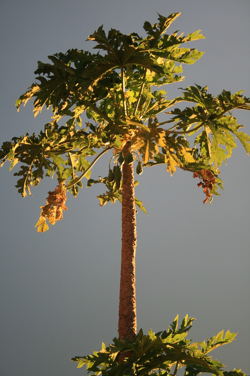 pawpaw trees tropical free photo
