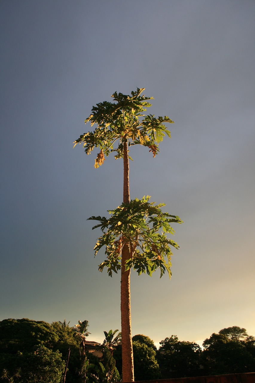 pawpaw trees tropical free photo