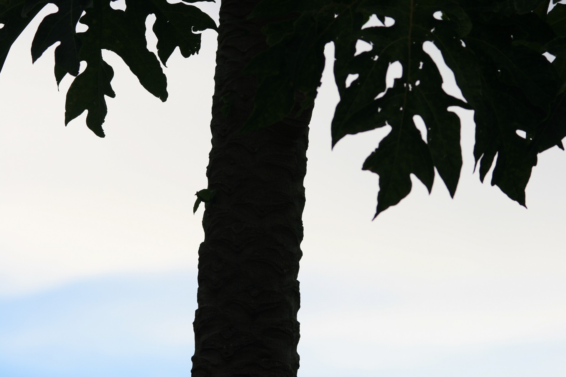 tree paw paw tall free photo