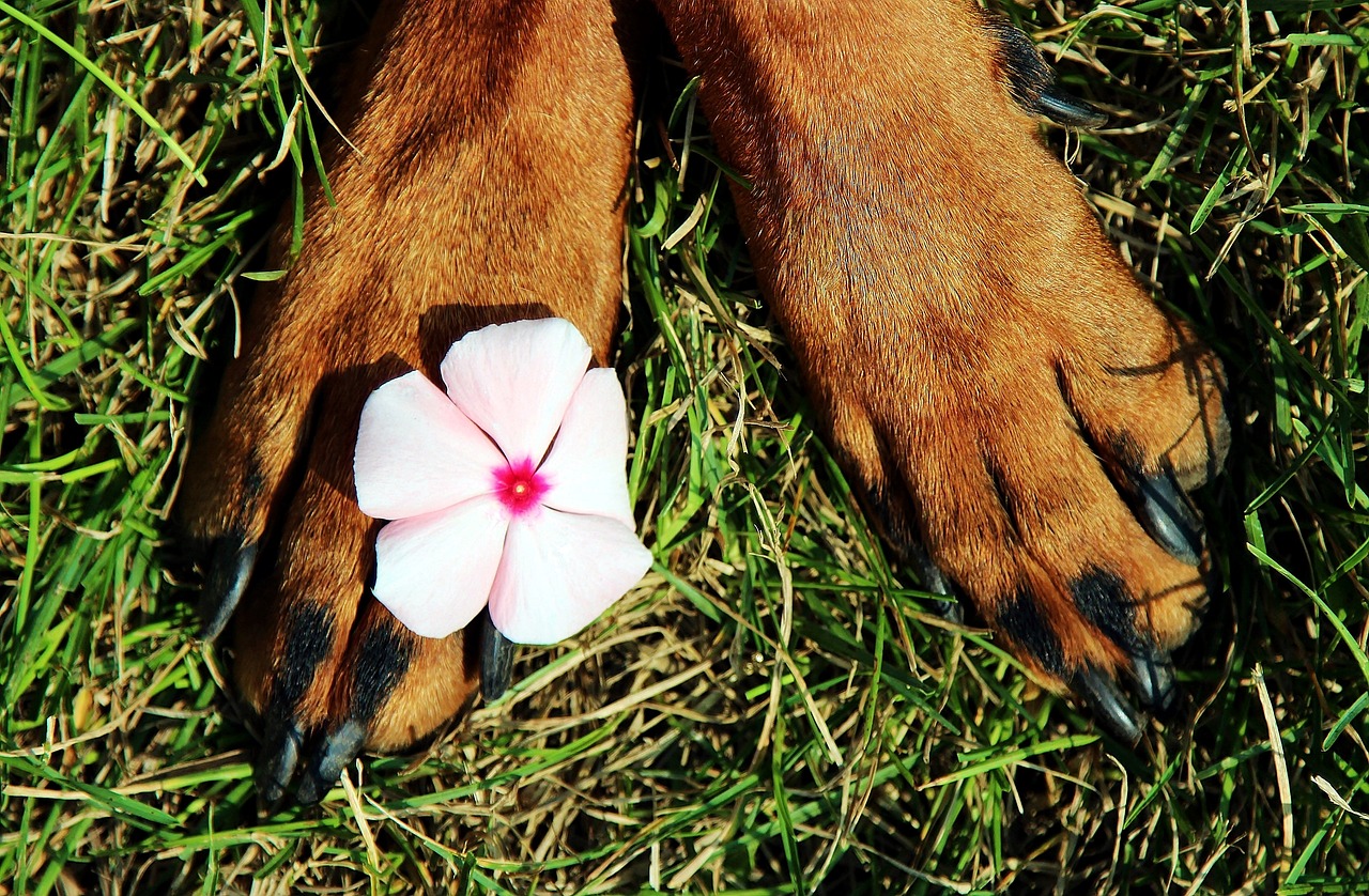 paws pads flower free photo