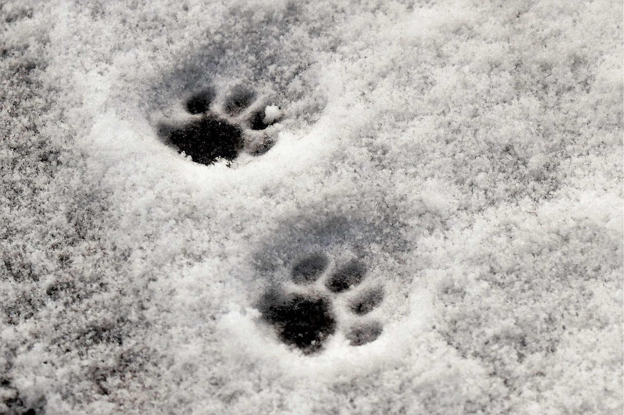 paws cat's paw reprint free photo