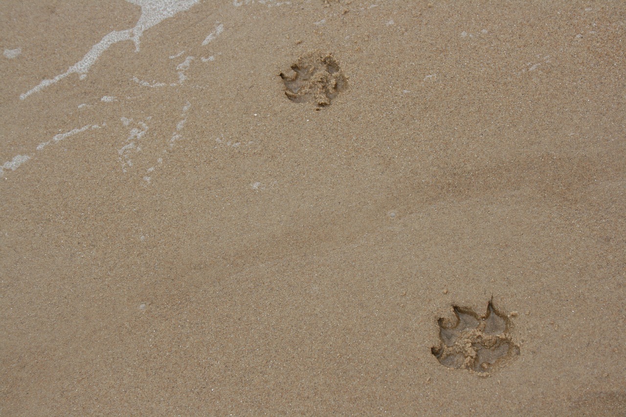 paws sand dog free photo