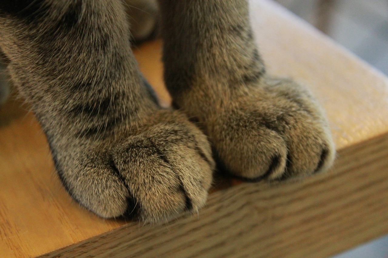 paws cat claw free photo