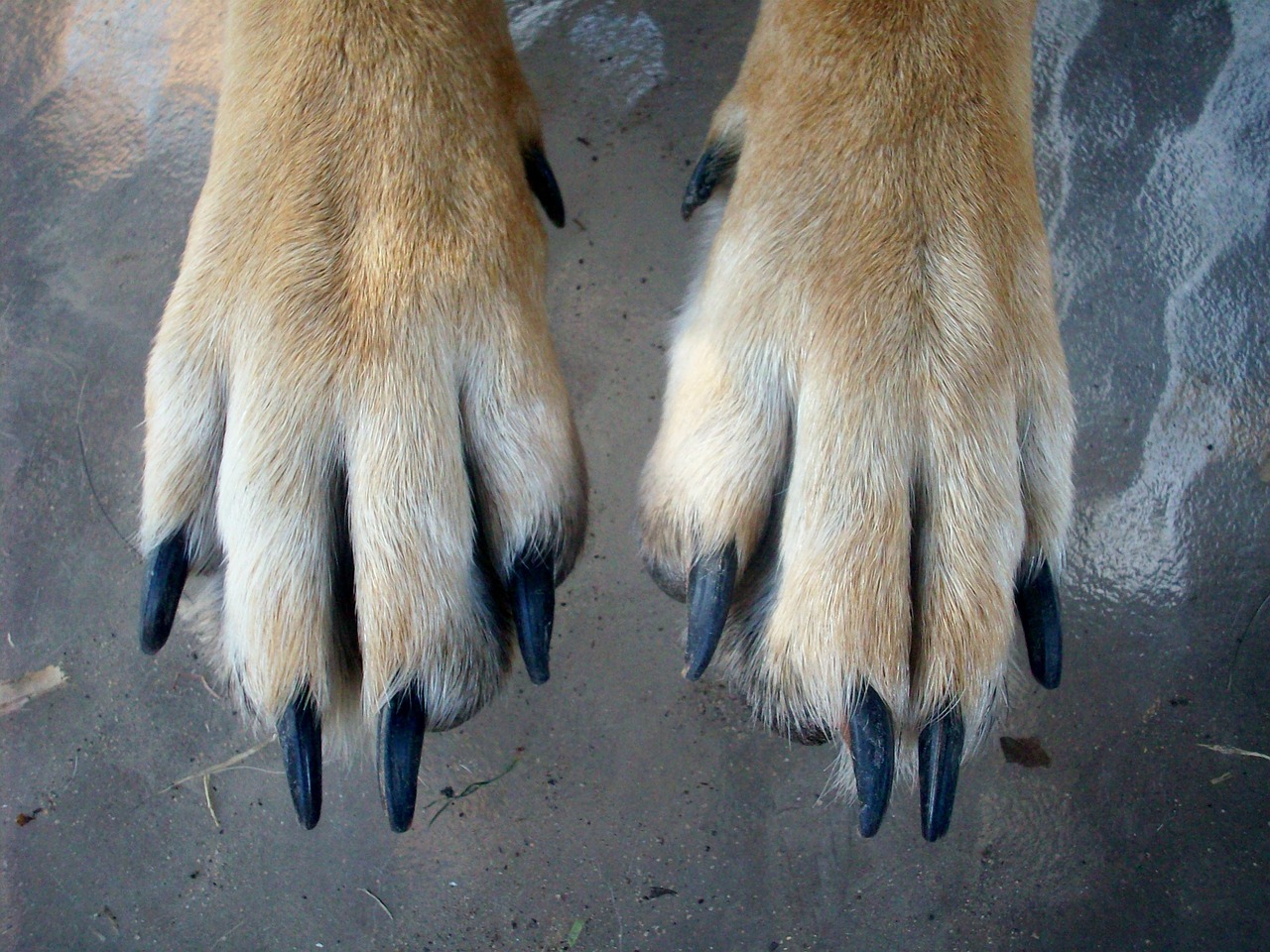 paws dog animal free photo